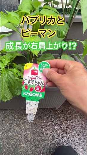 【北九州市小倉南区】プランターに植えたパプリカとピーマンの成長が右肩上がりになってるのは何で？ #家庭菜園 #農業＃北九州#japan