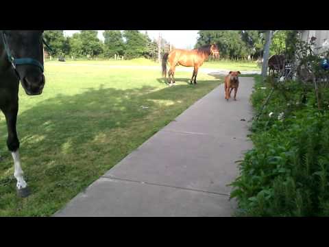 Crazy dog attacks horse