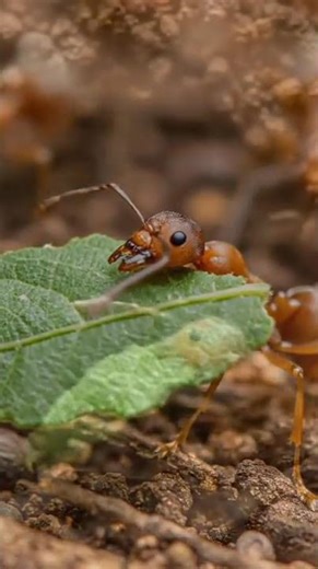 “The Secret Life of Insects | Amazing Close-Up Footage”