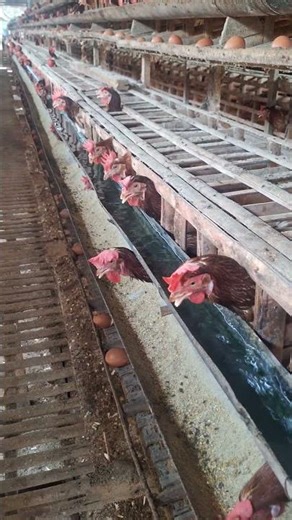 isi air bersih untuk minum ayam #ayampetelur