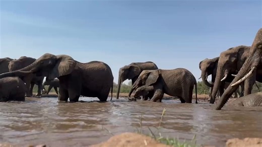 Elephants as far as the eye can see 🐘🐘🐘 The award-winning Matebole photographic hide never disappoints! A real bucket-list experience that will bring you closer to wildlife in their natural habitat, like never before. Contact our team to add a hide session to your next stay. Book your stay today: ​ 📩 reservations@mashatu.com (SA) / reservationsbw@mashatu.com (BW)​ ☎️ 27 31 761 3440 (SA) / 267 74 988 822 (BW)​ 🌐 https://mashatu.com/ ​ #MashatuGameReserve #Safari #Travel #wildlife #Botswana #