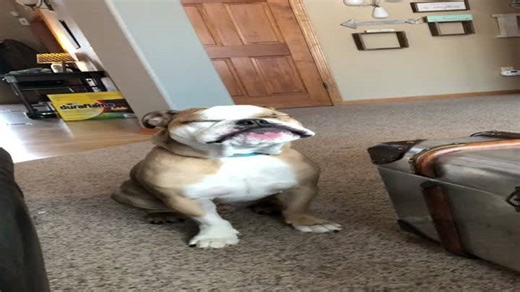 Bulldog’s Strange Whine Will Make You Laugh