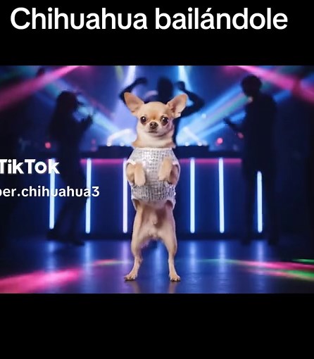 Chihuahua Dancing to Catchy Beats