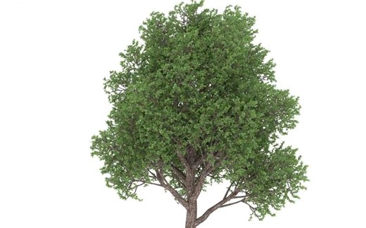 C4D教程 使用Forester制作随风摇曳的树 - Creating a Tree From Scratch