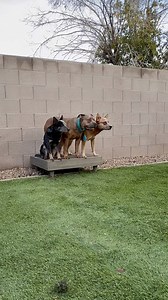 Tigers in training #dogtraining | Super Cattledogs