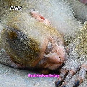 12K views · 660 reactions | Oh...wow... even you sleep still look so cute, Little cute baby Rainbow, Fresh Newborn Monkey 4020 | Fresh Newborn Monkey | Facebook