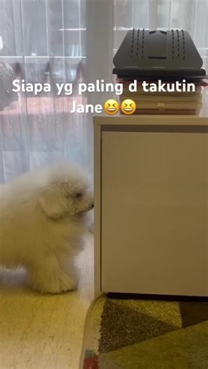 Siapa takuuut😂🤦‍♀️ Jane White Toy Poodle
