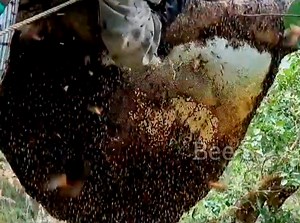 51K views · 732 reactions | Delicious Forest HONEY , The honey is up to 22kg pure honey  | Bee'S | Facebook
