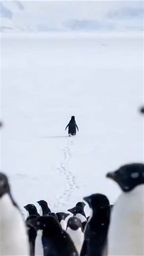 PRO SOURCE on Instagram: "PROSource believes in spreading happiness 😊 #Prosource #SpreadingHappiness #ViralPenguin #viral #share"