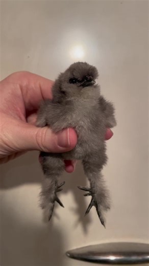 Fluffy Silkies and Cute Chicks: Hobby Farming Delights!