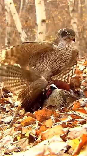 hawks hunts a bird in wildlife 🔥🔥🔥 #wildlifeentertainment #birdofprey #wildlife #commonkestrel