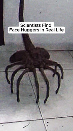 Encuentra a los Face Huggers en 2025