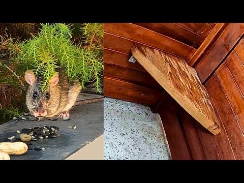 I Upgraded the Rat Box