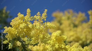 Mimosa. Mimosa Spring flowers Easter background. Provence. Blooming mimosa tree over blue sky and sun. Nature, border design. Acacia for mommy's day. Yellow flowers A festive day in France. slow motio Stock Video