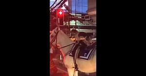 Viral Video: Puppy Rides Horse Through City By Itself, Reminds Internet of Paw Patrol Cartoon