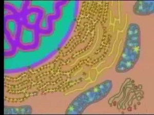 Cells The Basic Units of Life