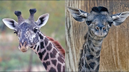Cameron Park Zoo reveals causes of death for giraffes Penelope and Zuri