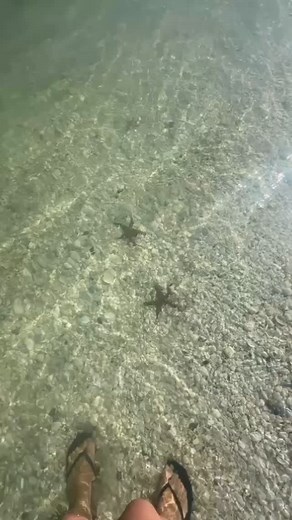 1.3K views · 163 reactions | Wow !! Star fish are everywhere … nature...