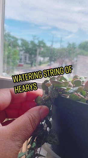 How to Water String of Hearts Plant - Plant Care Tips