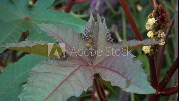 Detailed view of a palmate Ricinus communis (castor oil plant) leaf with reddish veins and clustered yellow-red blossoms, highlighting this plant's striking medicinal structure.