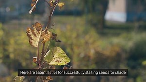 Seed Starting for Shade Gardens