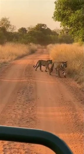 Two Tigers Crossing Safari Road Together | Rare Jungle Moment