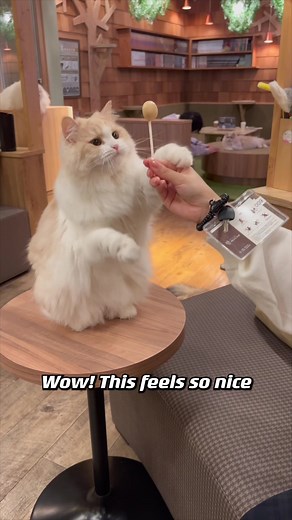 Sweet Suite Travel Japan on TikTok