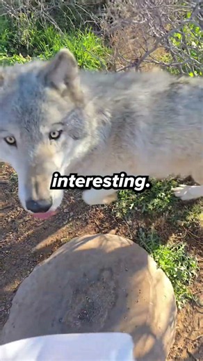 The Insane Truth About Yellowstone's Wolves
