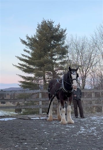 Training goal: patience. 5 minutes sped up to 30 seconds. He barely moved a muscle. I legit hooked him and stood for 10 min and then unhooked him. No pulling or long lining. Just standing. #clydesdale #drafthorse #horse #training
