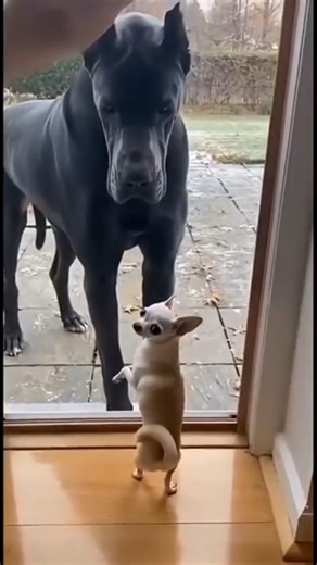 Small Dog Acts Tough... Until the Door Opens(Try Not to Laugh)