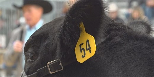 Plenty of good-looking cattle strut the cat walk at this year’s Angus Show
