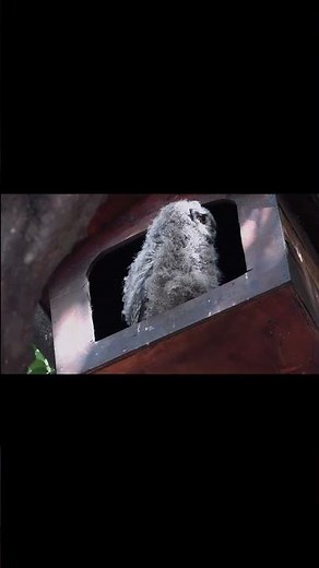 Owlet Turns to Poop Outside the Nest This is how we do it!!!