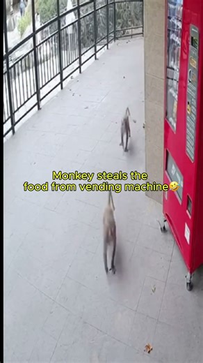 These Two Monkeys Pulled Off The Perfect Heist... And Got Away Clean. 🐒