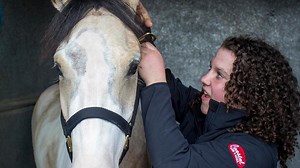 Mustang Adoption Challenge finds homes for Oregon's wild horses