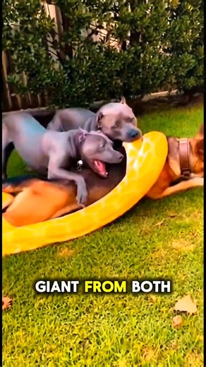3 Dogs Fight 15ft Python to Save Tiny Puppy—Epic Pack Save! 😱🐶🐍 #shorts