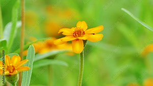 The background image of the colorful flowers, background nature, 4K