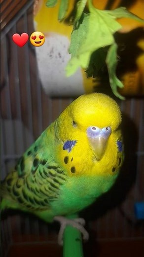 Budgies Mating Behavior |Budgies Love Moments | Breeding Started#budgielovers #birdbreeding