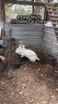 What You Need To Know BEFORE Getting Meat Rabbits