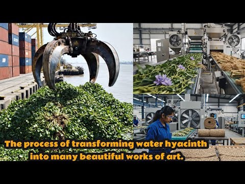 Inside a High-Tech Water Hyacinth Processing Facility: Full Production Line