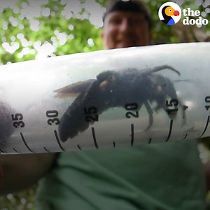 1.3M views · 9.1K reactions | These giant bees are the size of birds  | The Dodo | Facebook