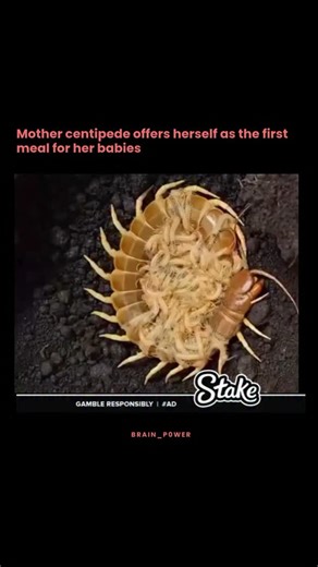Brainpower | The phenomenon where a mother centipede lets herself be eaten by her babies is an example of a rare and fascinating behavior called... | Instagram