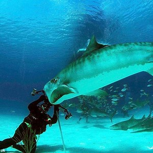 18K views · 161 reactions | Amazing Footage of MAN and BEAST  | Wild Animal World | Facebook