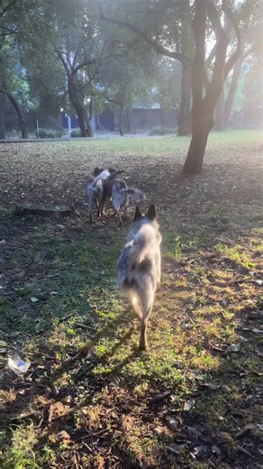 Blue Heeler Adventures: A Heartwarming Farewell to 2025