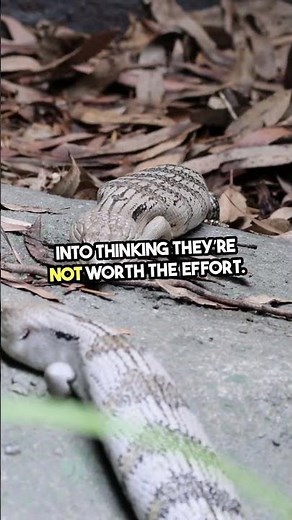 What tricks do snakes use to defend themselves? 🐍 #Wildlife