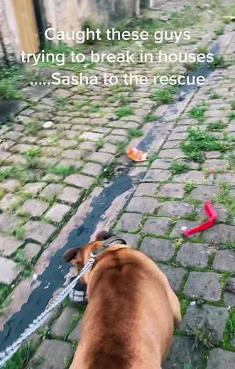 Protective Dogs Stop Burglary Attempt