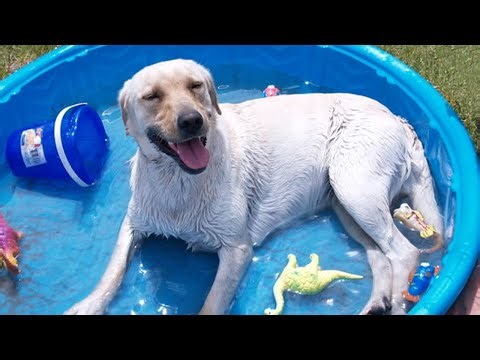 These Dogs Taking Baths Are A Dream Funniest Animals and Pets