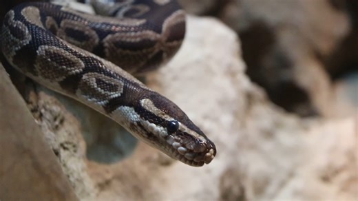 Ball pythons are a non-venomous constrictor species, meaning they catch prey by wrapping their body around the prey and constricting it. They're are also called “royal pythons” due to the myth that Cleopatra wore one around her wrist. | Franklin Park Zoo