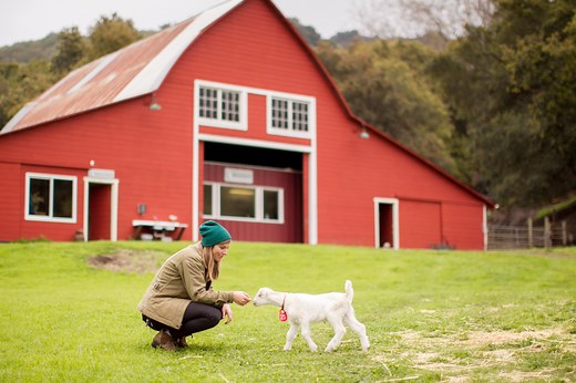 Farm and Creamery Tours | Stepladder Creamery