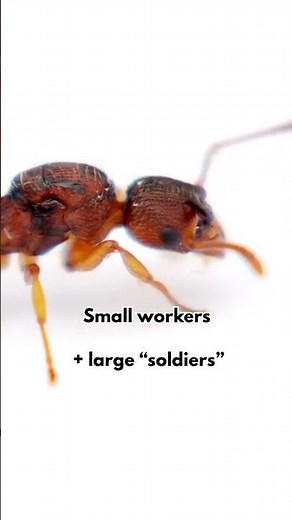 Do You Have Big Headed Ants?