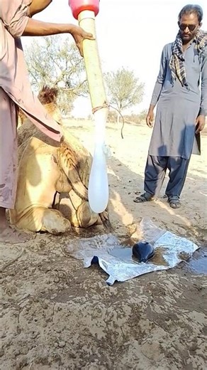 The secret to cooling camels with water balloons in the desert heat